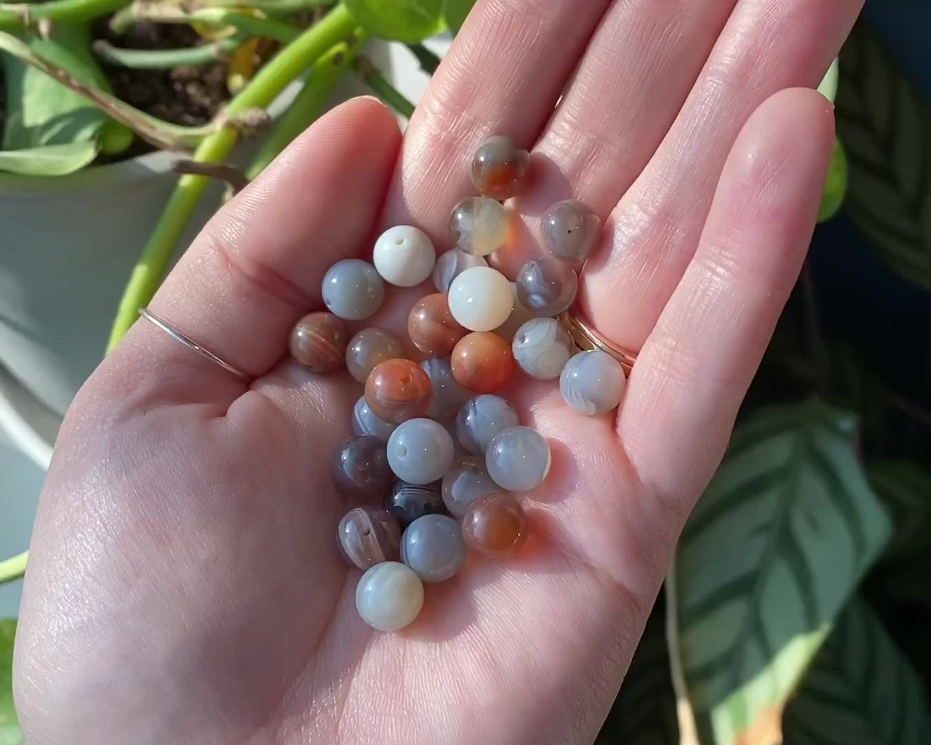 Botswana Agate, Labradorite, Apatite + Conch Shell Bracelets